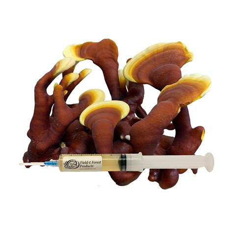 Red Reishi Liquid Culture Block Production Strain