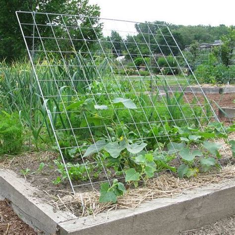 Cucumber Growing Trellis