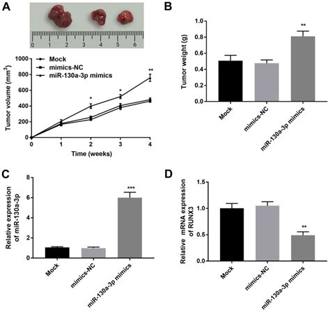 MicroRNA130a3p Promotes The Proliferation And Inhibits The Apoptosis