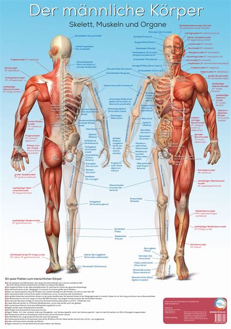 Buy Lernposter Anatomie Der M Nnliche K Rper Der M Nnliche K