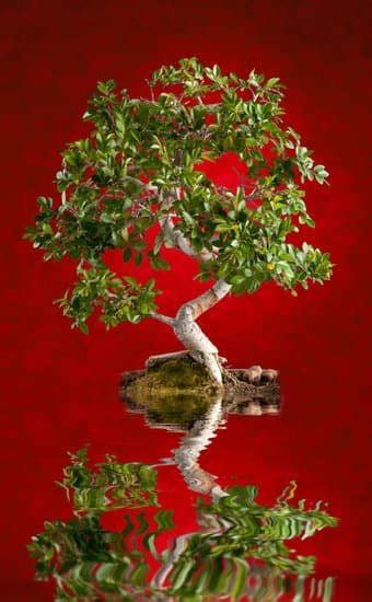 Come Potare Un Bonsai Ginseng Video Mondo Bonsai