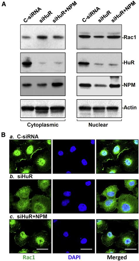 Rna Binding Protein Hur Regulates Rac Nucleocytoplasmic Shuttling