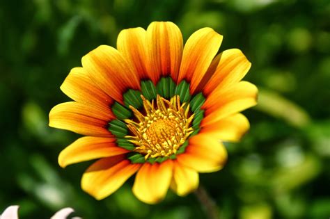 Good Photos Of Flowers at Doris Bourquin blog
