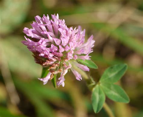 Red clover | Identify that Plant