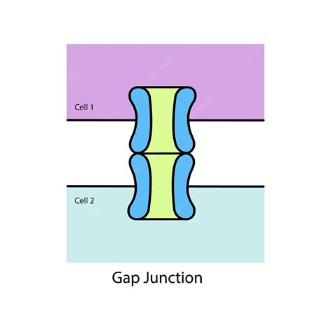 Premium Vector | A diagram of a gap junction with a purple background.