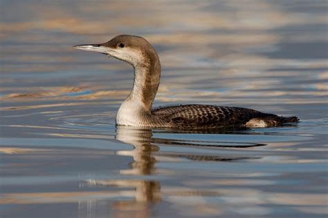 Arctic Loon | Audubon Field Guide