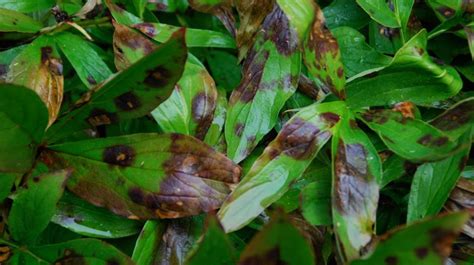 Black Spots On Peony Leaves Melinda Myers