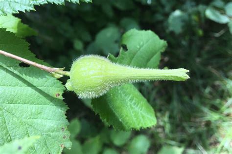 Beaked Hazelnut (Corylus cornuta) – Seashore to Forest Floor