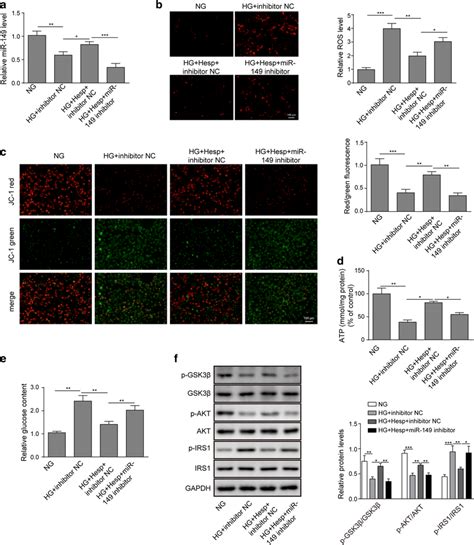 Knockdown Of Mir Partly Reversed The Biological Effects Of