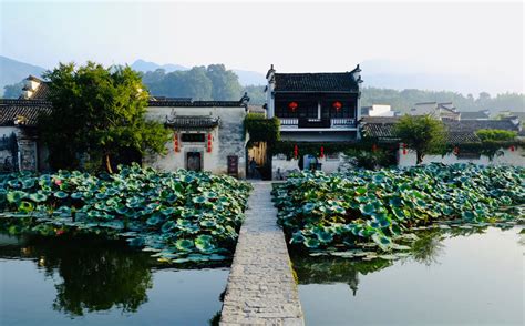 Masters Teas - Anhui China