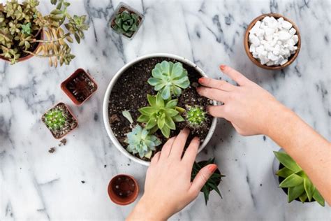 5 Tips For Transplanting Succulents Into Pots 2024 Guide Lux Render