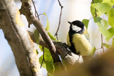 Great Tit Talitiainen Parus Major Major Great Tit Ta Flickr