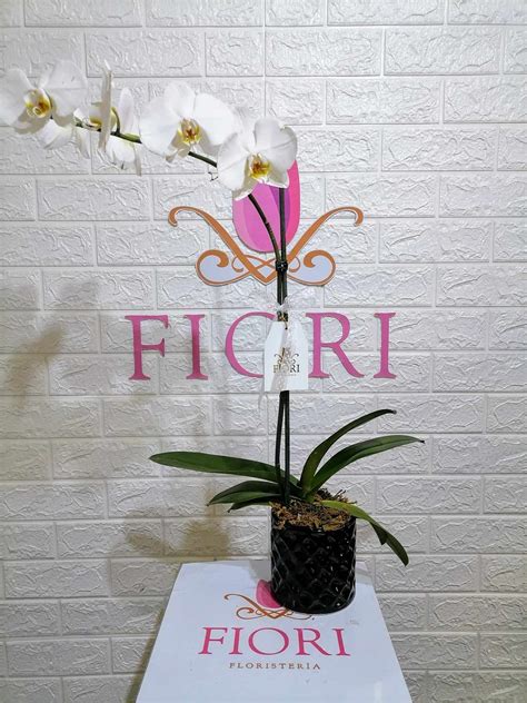 A Planta De Orqu Dea En Base De Cer Mica Fiori Florister A