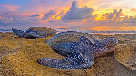 Leatherback Sea Turtles In Trinidad And Tobago Bing Leatherback Sea