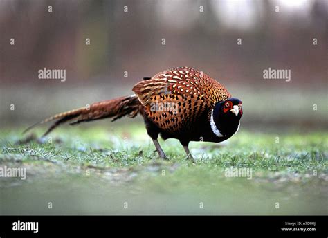 Fasan Ring Necked Pheasent Phasianus Colchicus Jagdfasan Game Pheasants