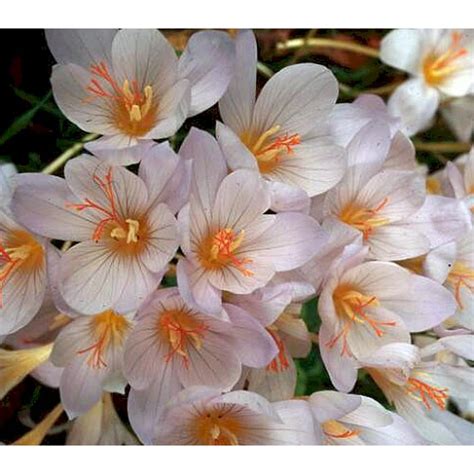 Hardy White Fall Crocus 6 Bulbs - 6/+ cm - Crocus kotschyanus - Walmart.com - Walmart.com