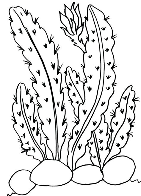 Desert Plants Coloring Pages At Free Printable