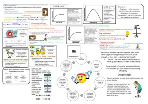 Aqa Gcse Biology 9 1 B4 Double And Triple Science Revision Summary