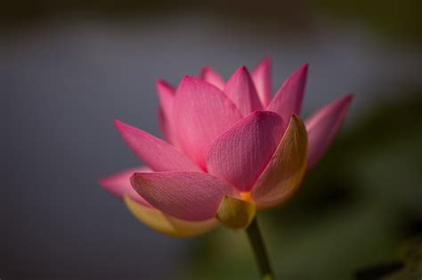 4k Closeup Lotus Flower Pink Color Hd Wallpaper Rare Gallery