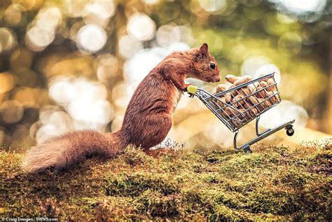 Craig Doogan Snaps Red Squirrel Pushing Tiny Supermarket Trolley