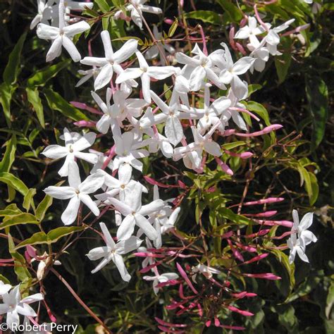 Pink Jasmine Waterwise Garden Planner