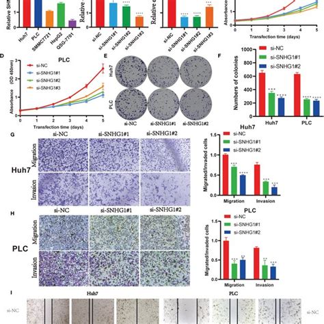 Snhg Promotes Hepatocellular Carcinoma Hcc Tumor Growth In Vivo