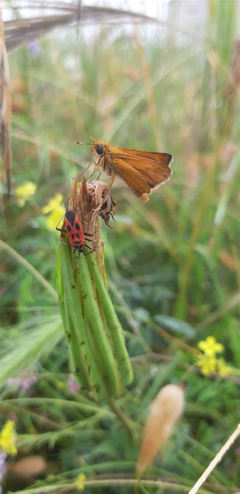 Lulworth Skipper From Porto Cesareo Province Of Lecce Italy On