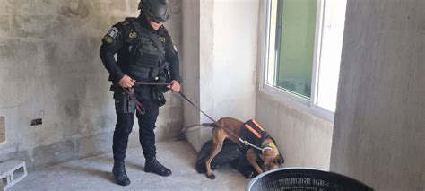 La historia de Aman el K9 recién certificado que realiza su primera