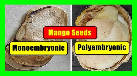 Monoembryonic and Polyembryonic Mango Seeds - YouTube