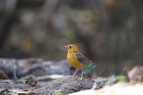 Bird Gallery Thailand Bird Watching And Photography Tours