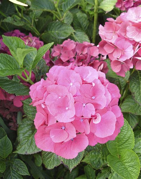 My Hydrangea Transplanted From Sun To Shade 2013 Flowers Garden Hydrangea