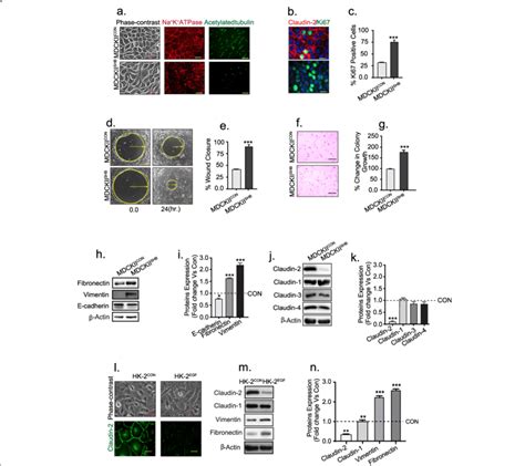 Stimulation Of Emt In Pte Cells Specifically Inhibits Claudin 2