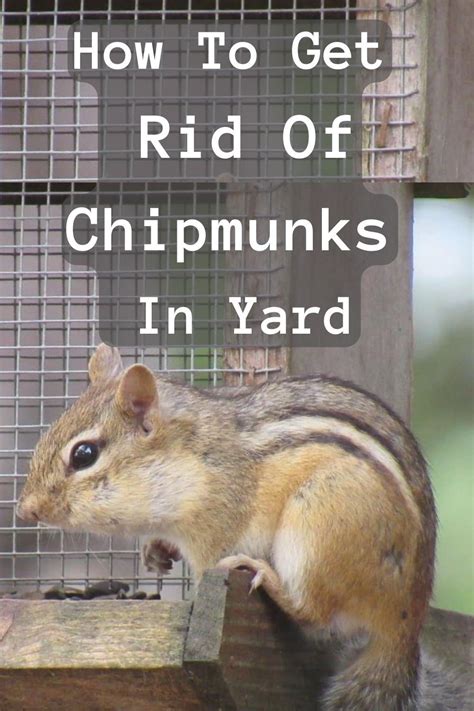 How To Get Rid Of Chipmunks In Your Yard Artofit