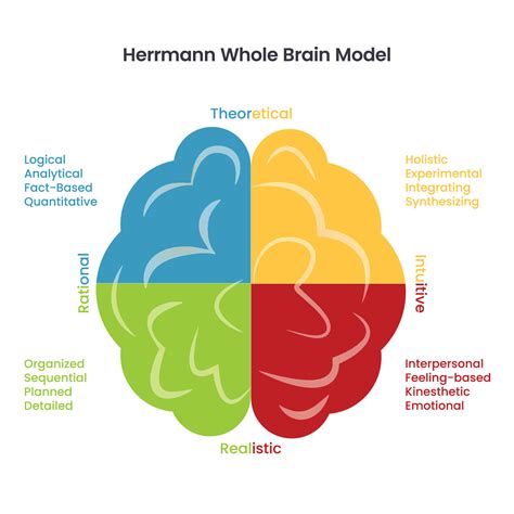 Herrmanns Whole Brain Model Infographic Vector 11704777 Vector Art At Vecteezy