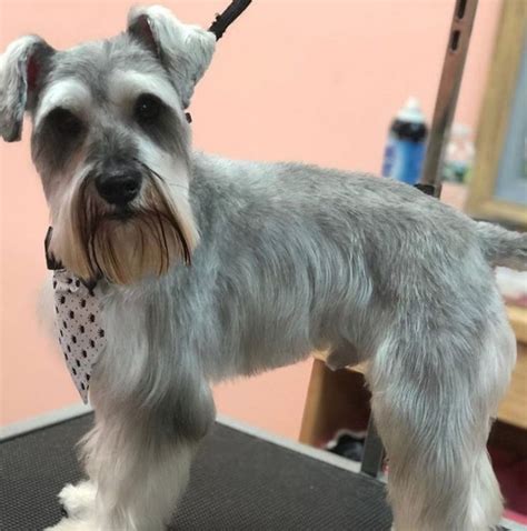 Schnauzer Cut Guide To Transforming Schnauzers Appearance