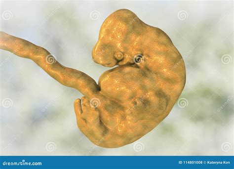 6 Weeks Human Embryo Stock Illustration Illustration Of Embryo 114801008