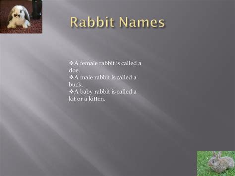 PPT - Bunnies and Rabbits PowerPoint Presentation, free download - ID:2814447