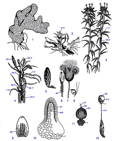 Рис. 24(сист). Сфагнум (Sphagnum)