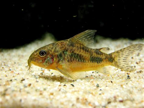 8 Best Types of Bottom Feeder Fish For Aquariums