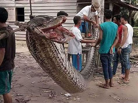 Woman Swallowed By Monster 23 Foot Long Python Alive