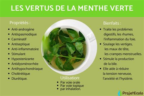 MENTHE VERTE PROPRIÉTÉS BIENFAITS et UTILISATION