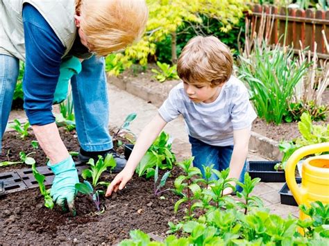 Como Plantar Una Planta Para Ninos