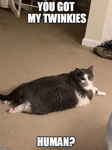 Fat Cat Imgflip