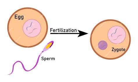 Processo De Fertilização Com óvulo De Esperma Passo A Passo E