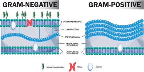 Why are gram-negative bacteria resistant to antibiotics?