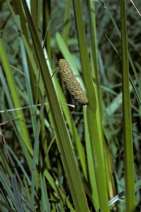 Acorus americanus - Alchetron, The Free Social Encyclopedia
