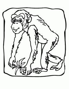 Desenho De Chimpanze Para Colorir E Pintar