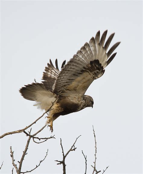 Rough Legged Hawk Photograph By Loree Johnson Pixels