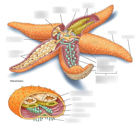 Starfish Anatomy Diagram Quizlet