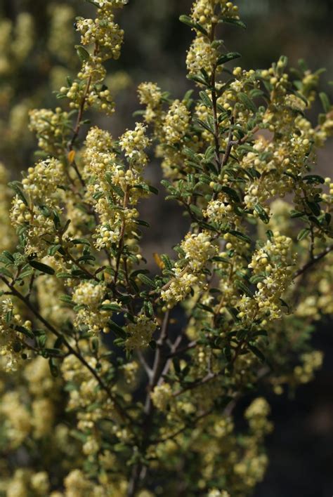 Pomaderris Angustifolia Rhamnaceae Image 29652 At